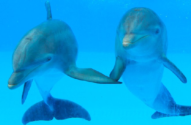 海洋館水質處理,水族館水處理系統