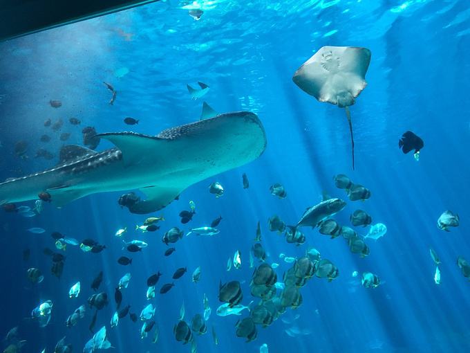 石英砂能不能當水族館過濾材料？